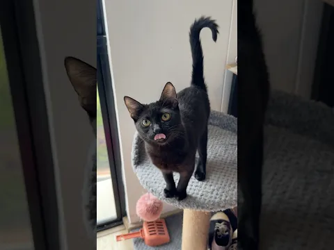 ADOPTAMOS UNA GATITA COSTEÑA🐈⬛