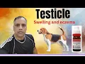 Testicle swelling in dogs Scrotal eczema in dogs