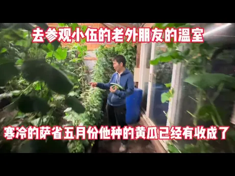 Download MP3 和小伍去参观老外的温室。五月份他在温室种的黄瓜已经有收成了！