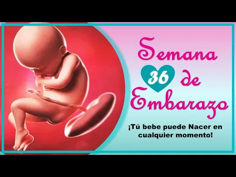 Download MP3 ❤️ SEMANA 36 DE EMBARAZO🤰 ❤️ ⏩ EMBARAZO SEMANA A SEMANA ⏩ Desarrollo y Evolución del Bebé 👶🏻