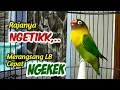 Download Lagu Suara LOVEBIRD NGETIK, FIGHTER EMOSI FULL, Merangsang Lovebird Apapun Cepat NARIK Ngekek Panjang