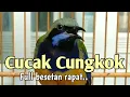 Masteran Cucak Cungkok Gacor Besetan jeda