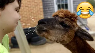 funny llama moments llama spitting try not to laugh trynottolaugh funny attitude llama fun