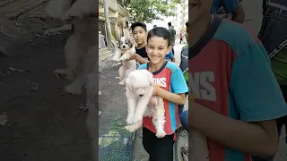 الكلب اللولو فى سوق الحكمة ب٤٠٠جنيه تعالو نتعرف على الأسعار دندنها