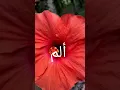 Download Lagu Surah Alif Lam Mim