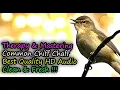 Download Lagu Common Chiffchaff Bird Song Best Quality Audio For Therapy \u0026 Mastering (Phylloscopus collybita)