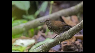 masteran tajam sharp tailed stream creeper