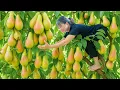 Download Lagu Harvesting South African Pear To Sell | Trap Fish With Bamboo and Grill | Traditional Village Recipe