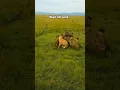 Download Lagu Hyenas attacked female lion and male lion did this 😤💪🏻