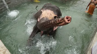 thiruvanaikoil temple elephant akila happy bath facility enjoying like kid