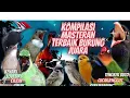 Download Lagu MASTERAN BURUNG. MURAI/KACER/CUCAK,IJO DAN SEGALA JENIS BURUNG KICau.