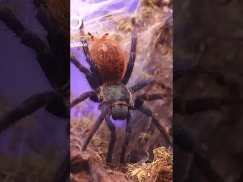 Me encanta ver trabajar a XONO la tarántula de Venezuela 🇻🇪
