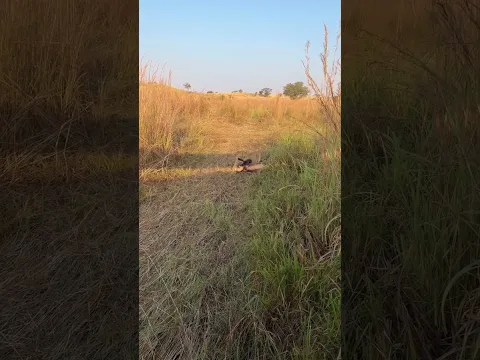 A lioness takes down a young wildebeest