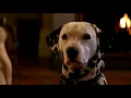 Download Lagu Lucky - One of Fifteen Puppies who nearly dies soon after his birth - 101 Dalmatians