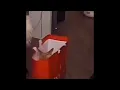 Angry cat in red plastic bag