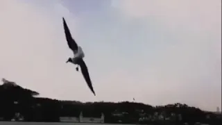 موسيقا ليالي صالحية 