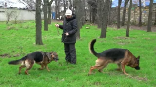 🎯Gorgeous couple! German Shepherds Alphonse and Elsa. Odessa 2025