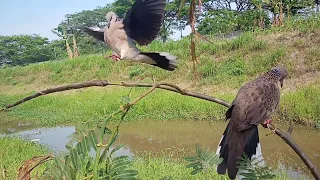 Download pasti puas kalau burung seperti ini jadi pikat‼️ suara nya mersik jauh rapat #terkukuralam MP3