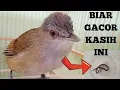 Download Lagu MAKANAN BURUNG PELANDUK SEMAK AGAR BURUNG PELANDUK SEMAK CEPAT GACOR