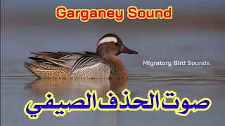 صوت الحذف الصيفي شترف Garganey Sound 