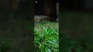 عليم الله حسان ثابت دندنها
