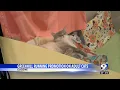 Greenhill lets people pick their own price for adopting adult cats in preparation for influx of