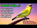 Lagu SUARA PLECI gacor ngalas || Sekali PANCING pleci dakun bakal ikut NGALAS NEMBAK \u0026 GACOR.