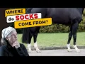 Download Lagu De verrassende reden waarom gedomesticeerde paarden witte markeringen hebben!