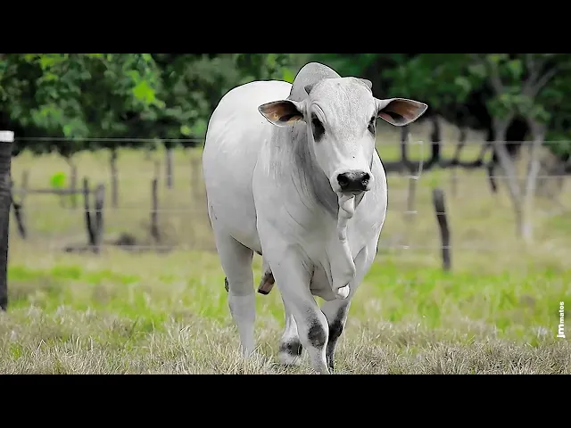 Touro Nelore CLTN - 56