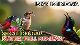 isian istimewa kolibri ninja isian tajam full power
