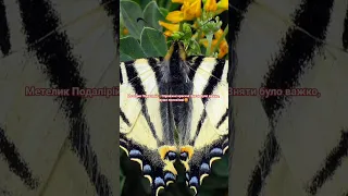 Подалірій дуже красивий метелик В деяких регіонах занесений до Червоної книги метелики 