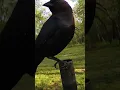 Download Lagu Lagu Burung Cowbird Berkepala Cokelat | #burung #asmr #suaraburung #pengamatanburung #burung #tempatmakanburung #burungbernyanyi