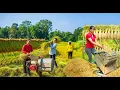 Download Lagu TIMELAPSE -- Harvesting 1000+ Kg Upland Sticky Rice \u0026 Bring Upland Rice Go to Market Sell