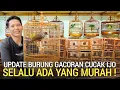 BANYAK PILIHAN ! SEMUA BURUNG GACORAN SEGALA MACAM JENIS BOS PASAR BURUNG PRAMUKA HARI INI 