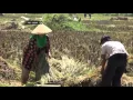 Download Lagu NET JABAR - HARGA GABAH DI CIANJUR MEROSOT HINGGA TIGA RIBU RUPIAH PERKILOGRAM