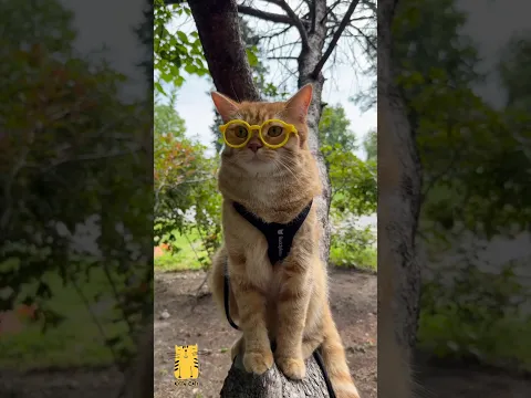 Cat Lovers Won't Be Able to Scroll Past This! ❤️🐱 #shorts #funny #cats