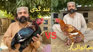comparison between kamalia and mianwali aseel