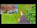 GREEN GREEN WORLD OF HOME Summer Is Indeed Here