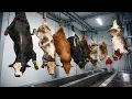 Inside America s 100 Billion Beef Machine How 13 400 Cattle Become Steak Every Hour