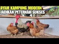 Download Lagu JENIS AYAM KAMPUNG YANG TEPAT UNTUK USAHA TERNAK💯