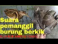 Download Lagu suara pikat burung berkik/burcet/pekung/ sangat ampuh pada malam hari