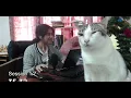 LIVE Study With Me + Cat 🐈 | 12 hours (50/10) | Computer Science