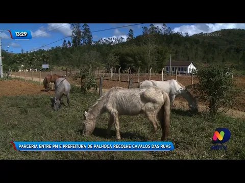 Parceria entre PM e Prefeitura de Palhoça recolhe cavalos das ruas