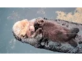 Download Lagu 1 Day Old Sea Otter Trying to Sleep on Mom
