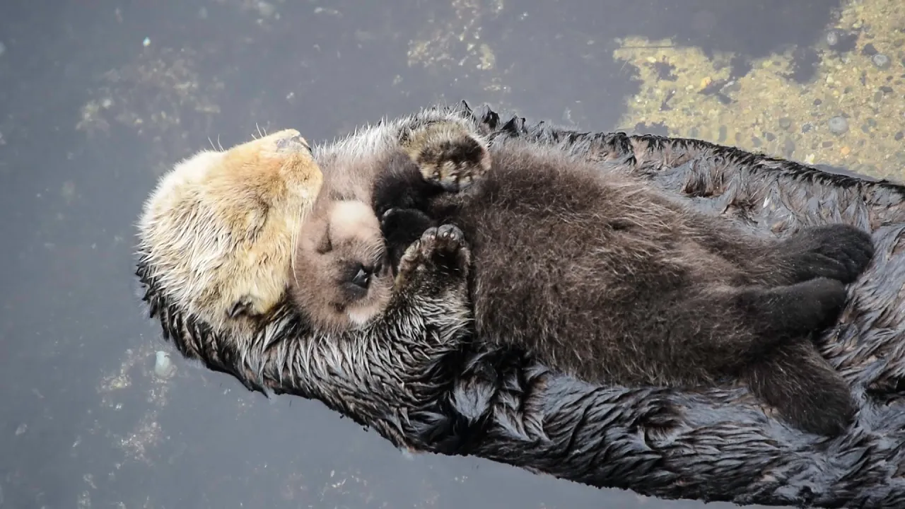 1 Day Old Sea Otter Trying to Sleep on Mom
