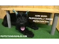 Giant Schnauzer Puppy Yale 4 Mo s Obedience Trained Home Raised Personal Protection Candidate