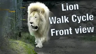 Lion walk cycle turn front and side view animation reference