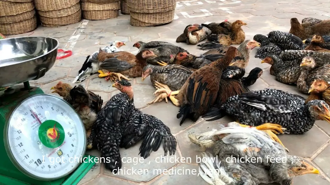 Chicken Raising Project secound videos