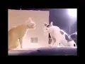 Cat stares at guy with fnaf 2 sound playing
