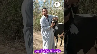 التلقيح هو افضل شيء لتحسين السلالات 